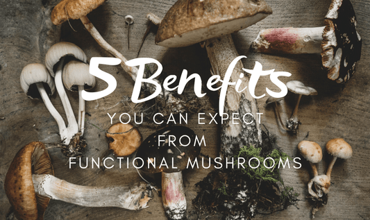 5 Benefits You Can Expect From Functional Mushrooms - RYZE