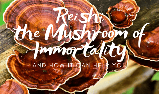 Reishi, "the Mushroom of Immortality", and Its Benefits - RYZE